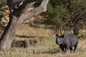 089 Tanzania, N-Serengeti, zwarte neushoorn